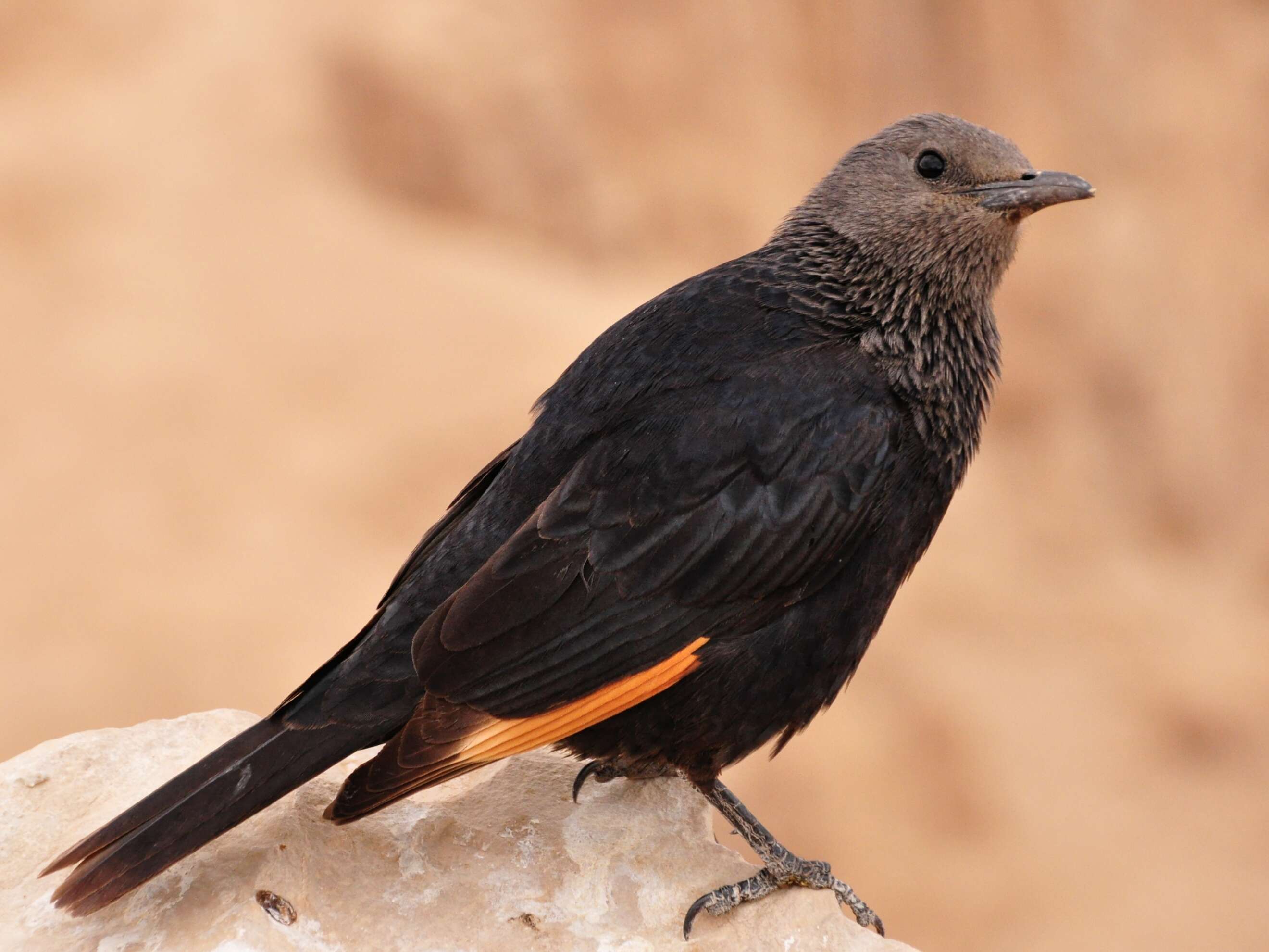 Image of Arabian Chestnut-winged Starling