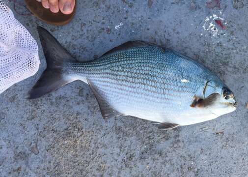 百慕達舵魚的圖片