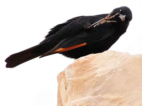 Image of Arabian Chestnut-winged Starling