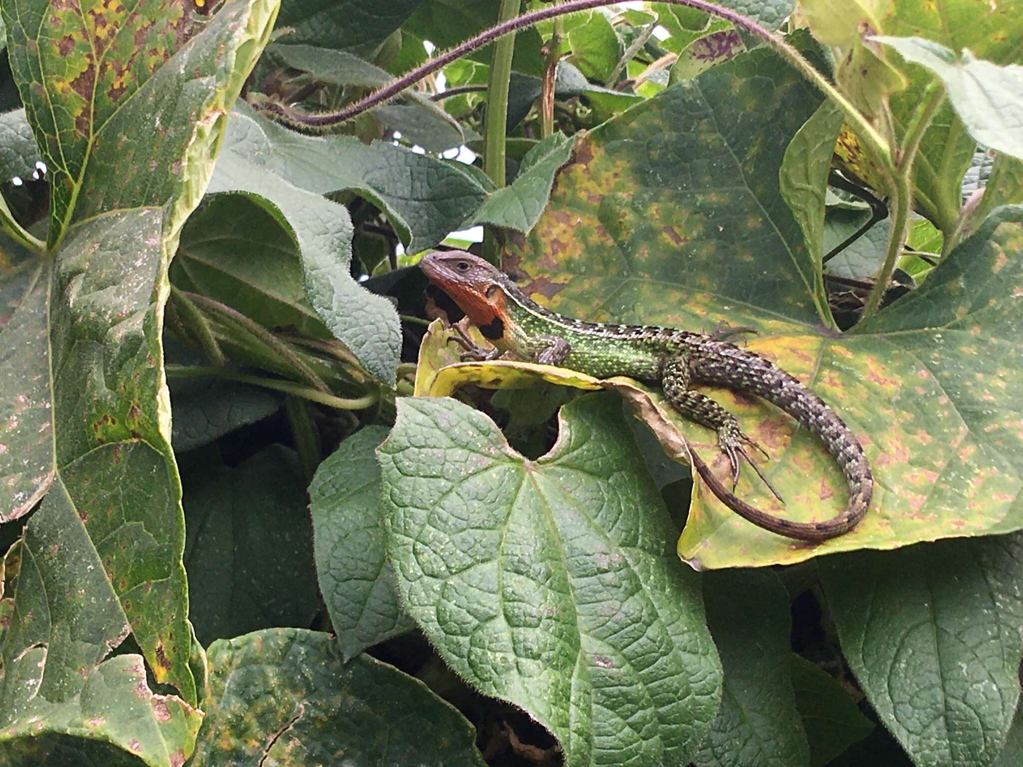 Image of Duméril's Whorltail Iguana