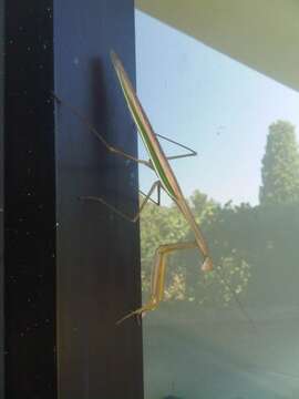 Image of Purple-winged mantis