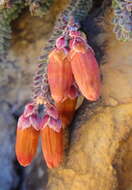 Image of Erica lithophila E. G. H. Oliv. & I. M. Oliv.