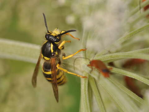 Image of Dolichovespula sylvestris (Scopoli 1763)