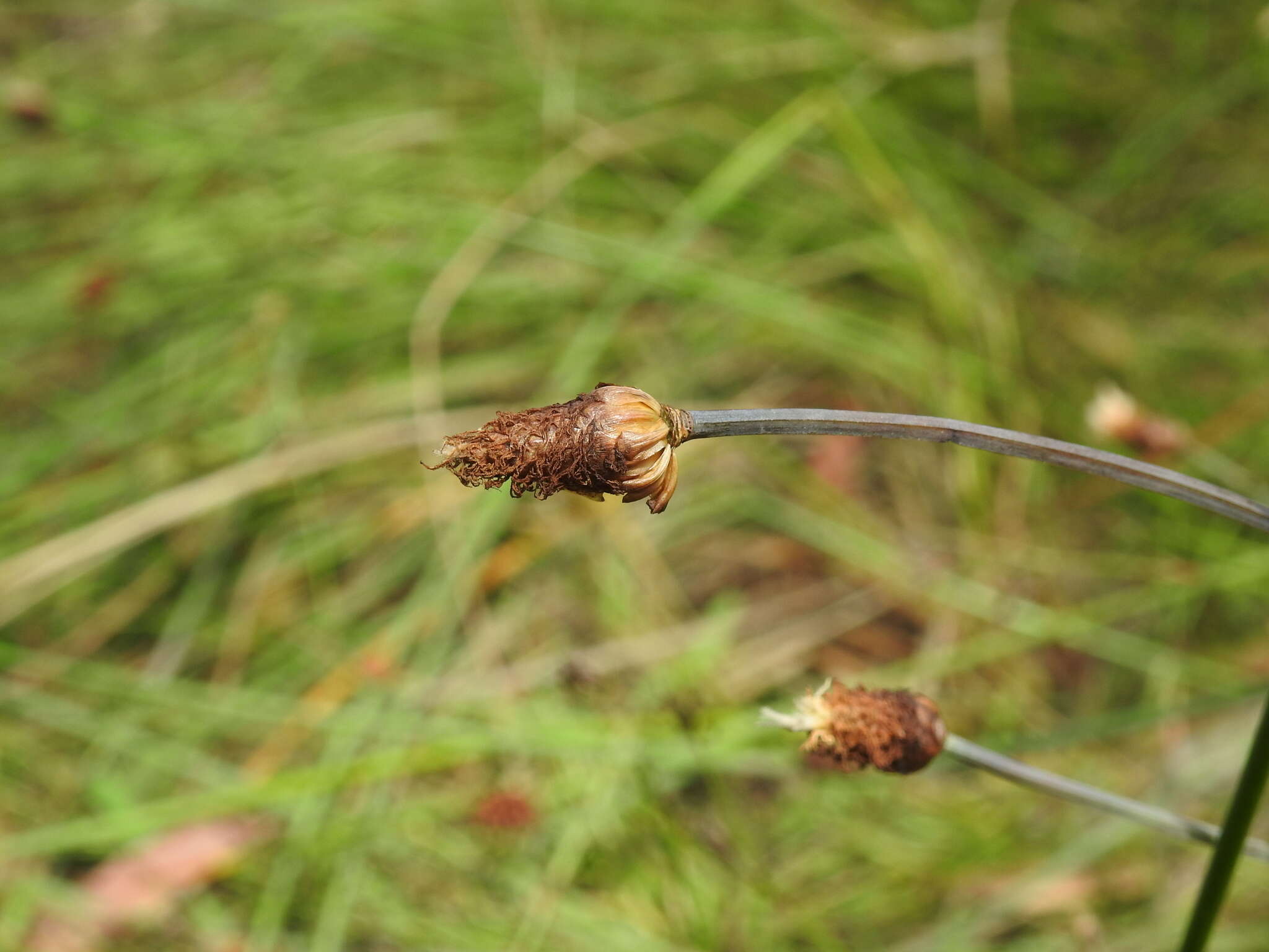 Image of Fimbristylis tetragona R. Br.