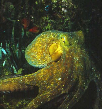 Image of Common octopus