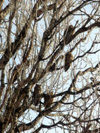 Image of Long-eared Owl