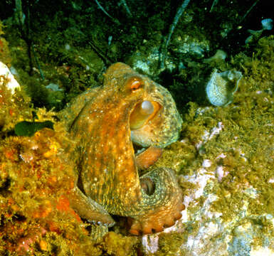 Image of Common octopus