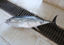 Image of Allison's Tuna