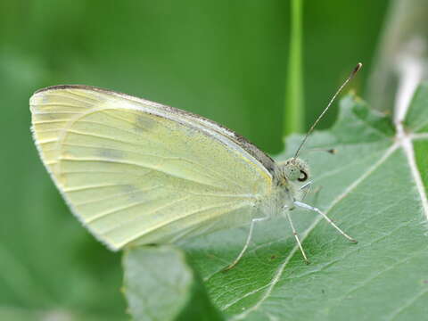 Image of small white