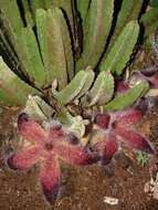 Image of Stapelia grandiflora var. grandiflora