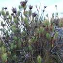 Image of Protea aristata Phillips