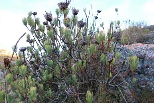 Image de Protea aristata Phillips