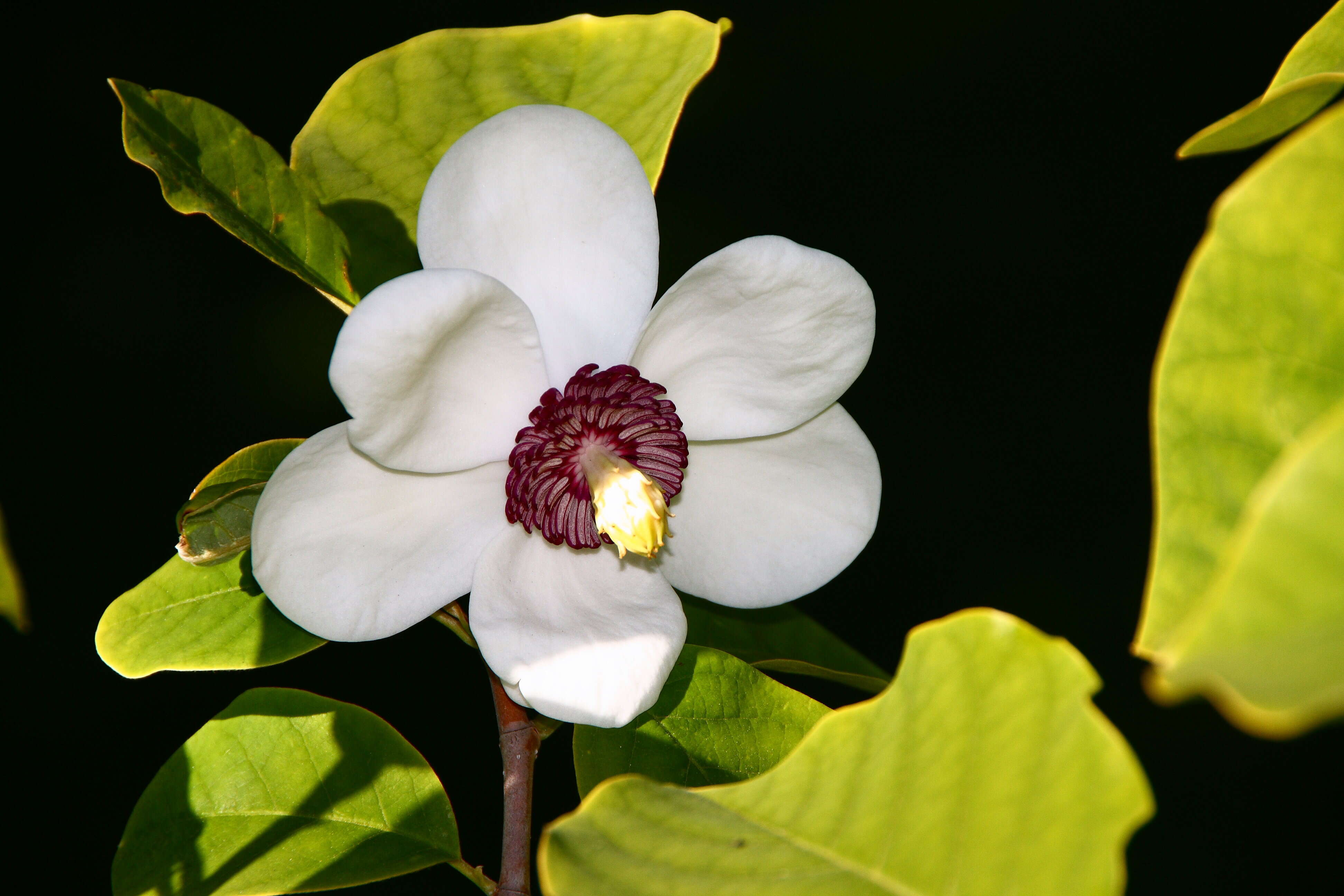 Image of Magnolia sieboldii K. Koch