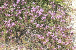 Image of Thymus calcareus Klokov & Des.-Shost.