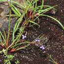 Image of Panicled Dewflower