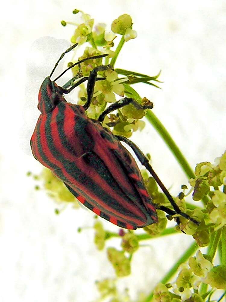 Image of <i>Graphosoma italicum</i>