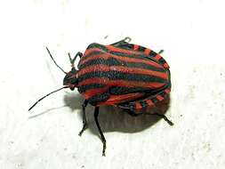 Image of <i>Graphosoma italicum</i>