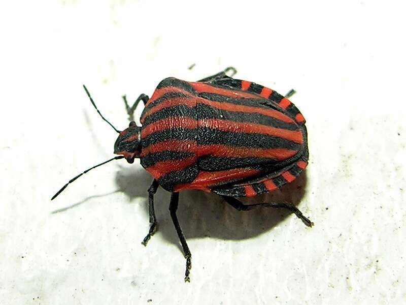 Image of <i>Graphosoma italicum</i>