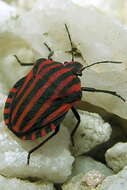 Image of <i>Graphosoma italicum</i>