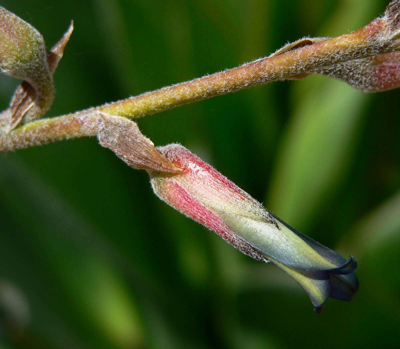 Image of Puya laxa L. B. Sm.