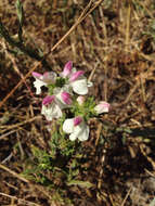 Image of Mediterranean lineseed