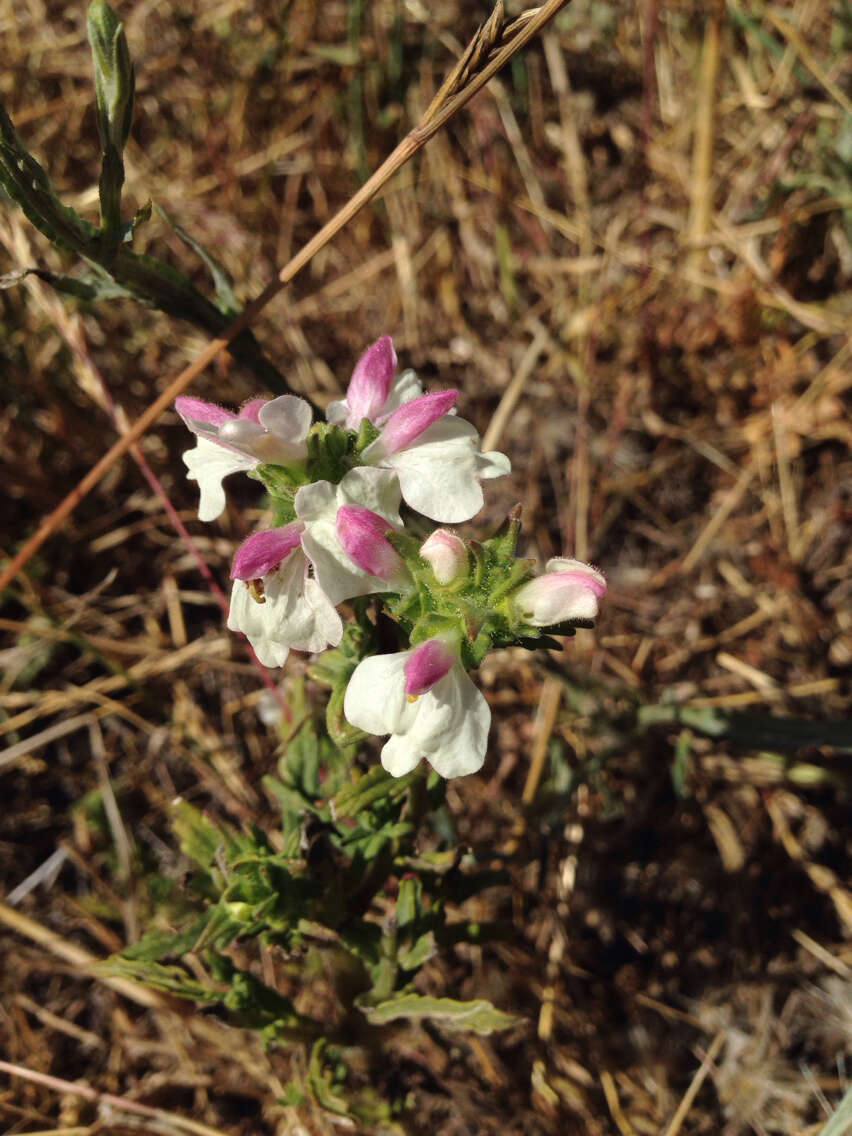 Image of Mediterranean lineseed