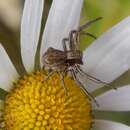 Image of Spiracme striatipes (L. Koch 1870)