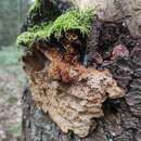 صورة Phellinus chrysoloma (Fr.) Donk 1971