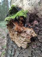 Image of Phellinus chrysoloma (Fr.) Donk 1971