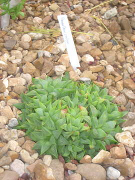 Image of Haworthia emelyae Poelln.