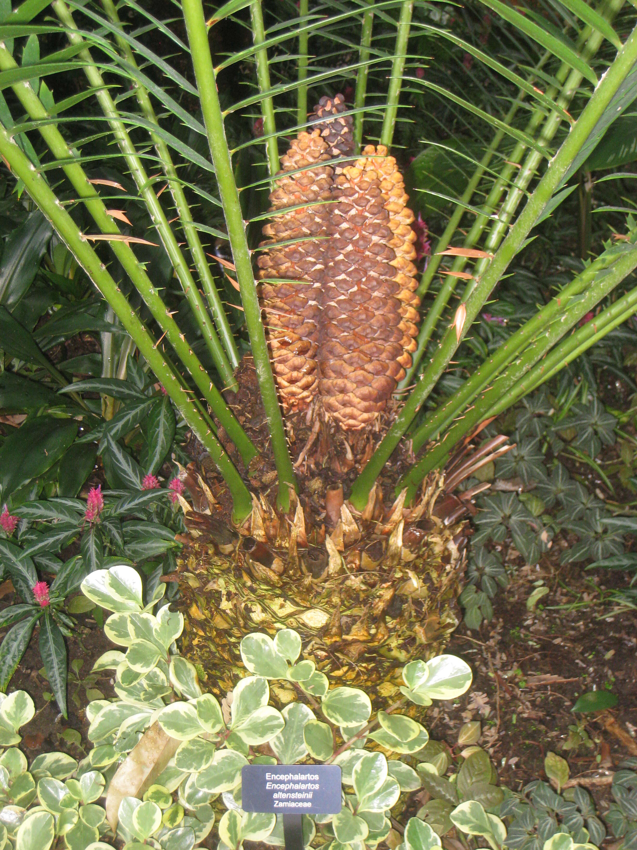 Image of Bushman's River Cycad