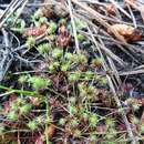 Image of bottlebrush bulrush