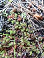 Image of bottlebrush bulrush