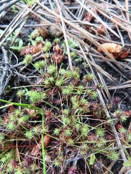 Image of bottlebrush bulrush