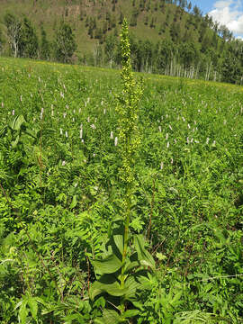 Image of White Hellebore