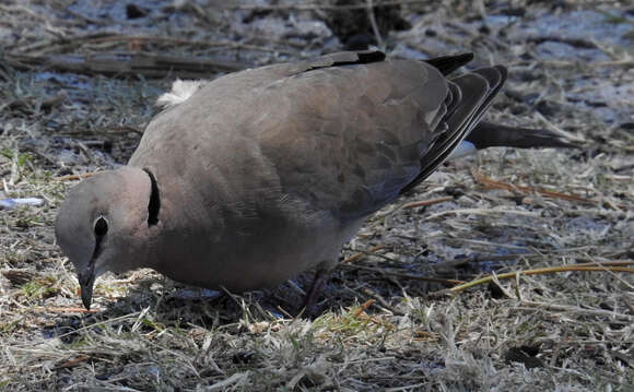 Image of Streptopelia capicola capicola (Sundevall 1857)