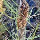 Image of Pine Webworm