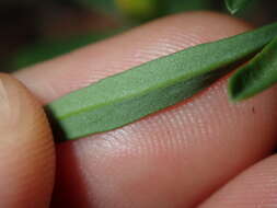 Image of Hibbertia linearis R. Br. ex DC.