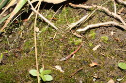 Image of Lethocolea pansa (Taylor) G. A. M. Scott & K. G. Beckm.
