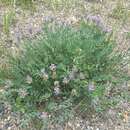 Image of prairie milkvetch