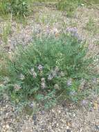 Image of prairie milkvetch