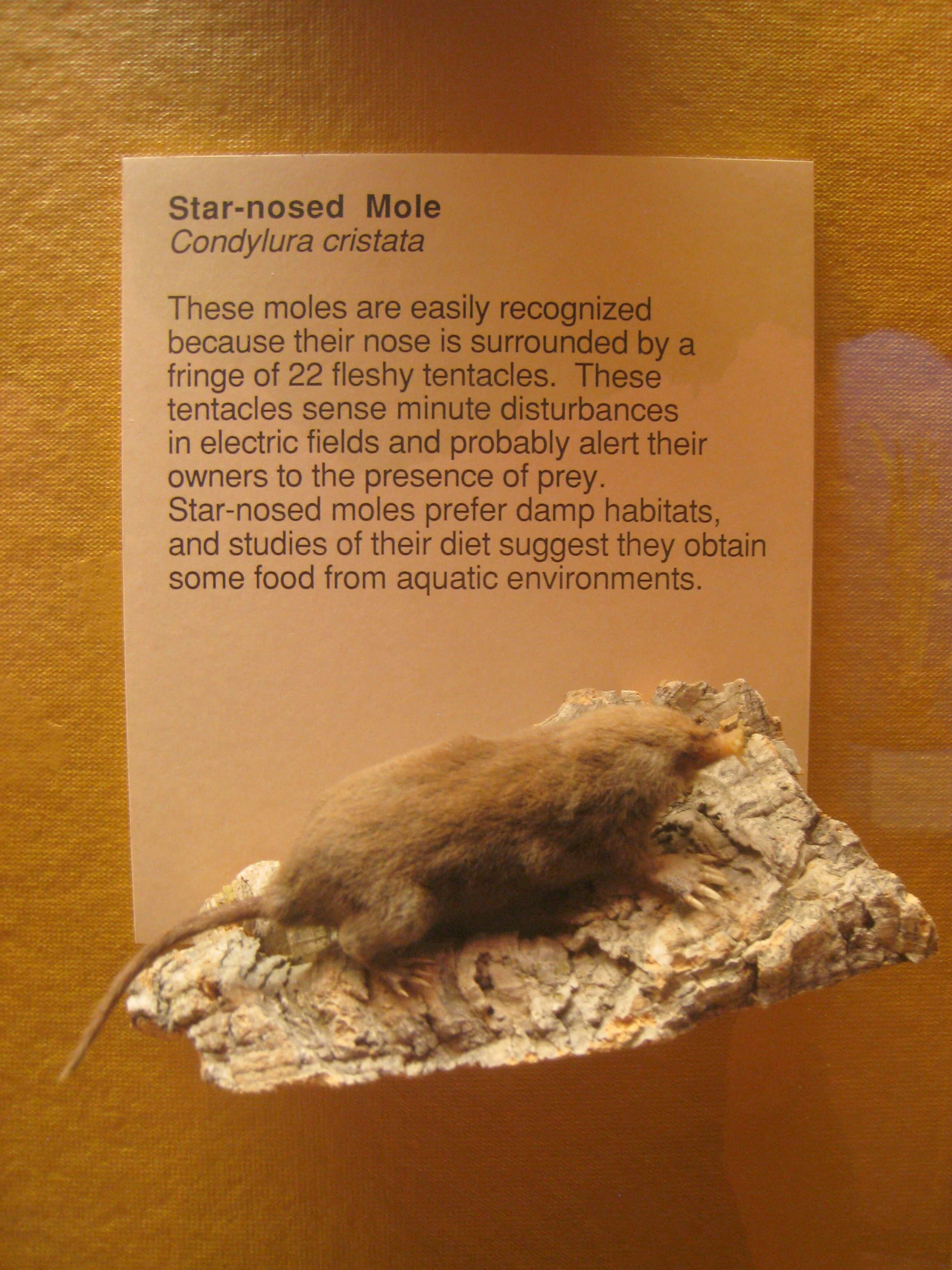 Image of desmans, moles, and relatives