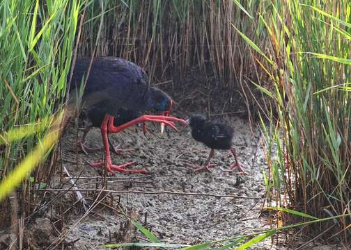 Image of Purple Swamphen