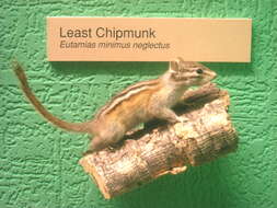 Image of Least Chipmunk