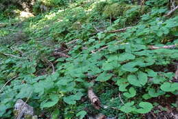 Image of Ligularia kojimae Kitam.