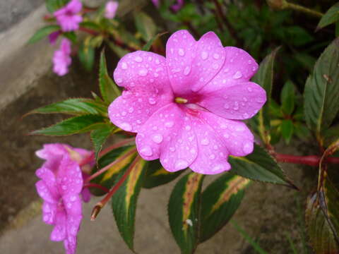 Image of Impatiens hawkeri W. Bull