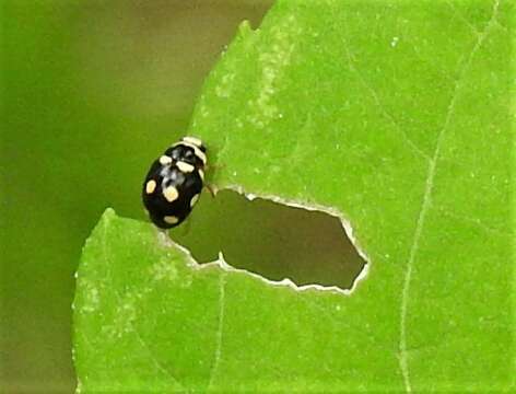 Image of Brachiacantha decempustulata (Melsheimer 1847)