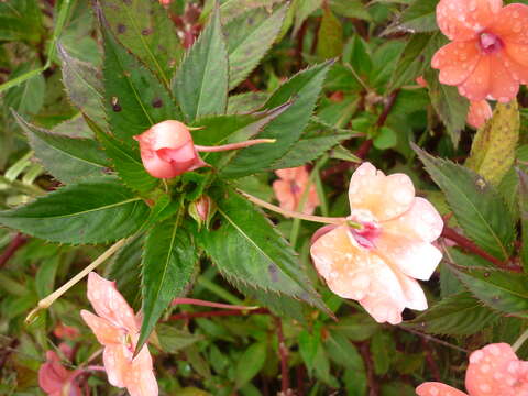 Image of Impatiens hawkeri W. Bull