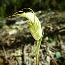 Слика од Pterostylis revoluta R. Br.