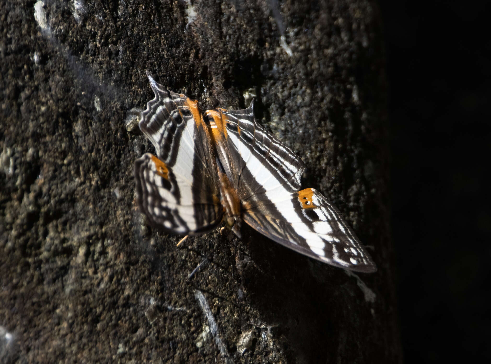 Слика од Cyrestis telamon Linnaeus 1758